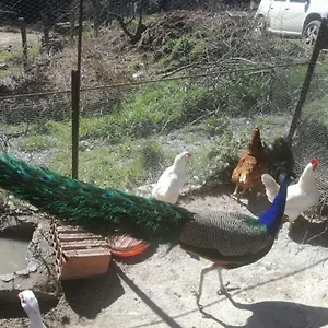  Séjour à la ferme Ticci Italie